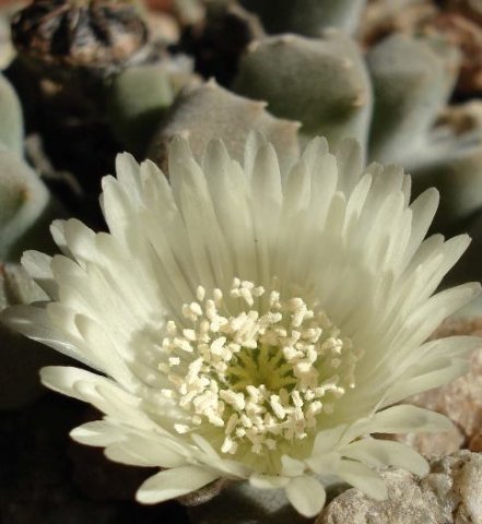 Odontophorus nanus flower